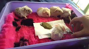 Guinea Pig Pregnancy Guineapigowner