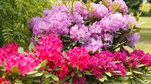 Rhododendrons, including azaleas, can be propagated by cutting off pieces of the bush's stems and rooting them. How To Take A Cutting From A Rhododendron Step By Step Pyracantha Co Uk