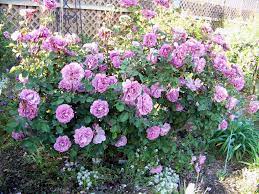 We did not find results for: Angel Face Floribunda Rose Pic Taken 4 09 Gmaroses Flickr