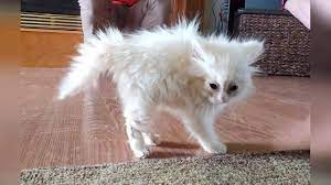 Funny Cats That Deserve 100 Million Views Youtube