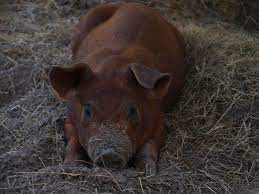 Duroc Pictures Pig Breeds Pig Baby Pigs