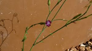Image result for Lactuca inermis