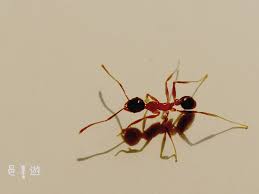 Ie11(internet explorer 11)ブラウザをご利用の場合、 ご視聴時に一部機能がご利用できない場合がございます。 chrome/edge/firefoxなど他ブラウザをお試しいただきますようお願い致します。 2016å¹´ã®ä¸‰ãŒæ—¥ é‚'éŠè‡ªé© å¥½èŸ»æ€§çš„ä¿º