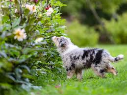 Fresh flowers from our fields, expertly designed and delivered by proflowers®. Creating A Dog Friendly Garden Gardening Know How