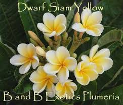 From The Plumeria Guys At B And B Exotics Plumeria Plumeria Flowers Beautiful Flowers Flower Garden Plants