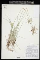 Image result for Chloris roxburghiana