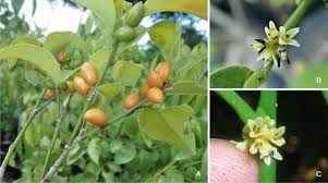 Image result for Pauridiantha paucinervis