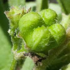 Image result for Clerodendrum ternatum