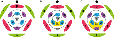 Dec 17, 2019 · plants can be broadly divided into two types: Frontiers Floral Development Reveals The Existence Of A Fifth Staminode On The Labellum Of Basal Globbeae Ecology And Evolution