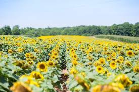 It is illegal to hold any protected wildlife captive in utah. Sunflower Fields To Visit Near Charlotte Charlotte Parent