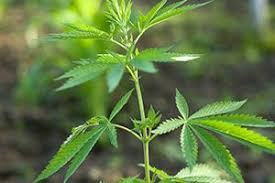Risultati immagini per hashish