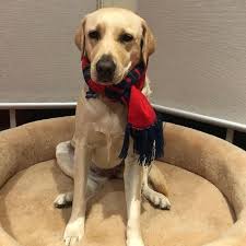 For those interested in large dog beds for labradors, german shepherds or other similar sized dogs, the. Pin Auf Luxury Dog Beds