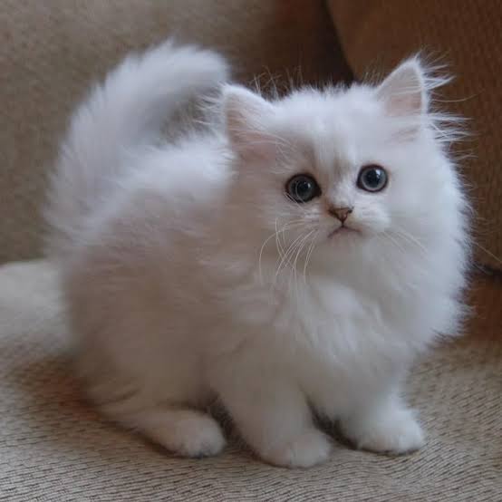 Persian Cat