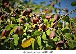 Image result for Copaifera
