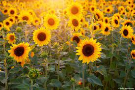 Check spelling or type a new query. Pflanzen Fur Sonnige Standorte Garten Und Freizeit
