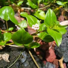 Image result for Boerhavia repens
