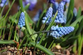 Das thema dieses fotos ist frühlingsblume, grün, weiße blume. Fruhlingsblumen 40 Schone Blumen Fur Garten Blumentopf Und Vase