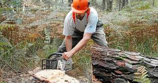 Tableau des prix moyen d'un hectare de vigne par région et appellation. Economie Forets Le Bois Fait Flamber Les Prix Le Telegramme