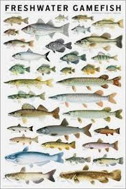Fishing Guide Rs3 Fishing Pole Holder Fishing 613 Fishing Lures Svg Fishing Kayak With Motor Fishing A Fish Chart Freshwater Fish Bass Fishing Tips