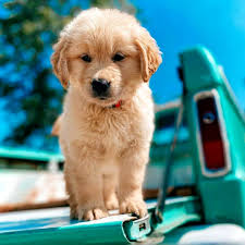 duygusal minik bebek golden retriever animals retriever