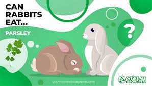 Check spelling or type a new query. Can Rabbits Eat Dandelion We Re All About Pets