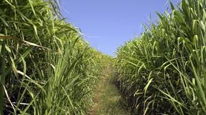 On aliexpress, you can finish your search for candy cane solar and find good deals that offer a real bang for your buck! Sugar Vs Solar Round 2 60mw Qld Project Stalls After Opposition From Cane Farmers Reneweconomy