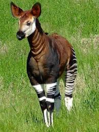 10 Animals Found In The Rainforest Animals Rare Animals Interesting Animals