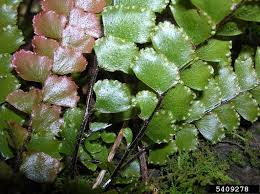 Image result for Adiantum hispidulum