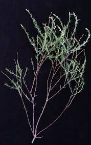 Image result for Sericorema remotiflora