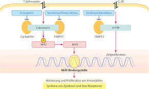 Ciclosporin, also spelled cyclosporine and cyclosporin, is a calcineurin inhibitor, used as an for faster navigation, this iframe is preloading the wikiwand page for ciclosporin. Immunophilin Modulatoren Via Medici Leichter Lernen Mehr Verstehen