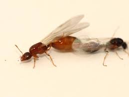 Image result for Anthericopsis sepalosa