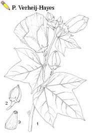 Image result for Azanza lampas