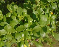 Image result for Portulaca oleracea