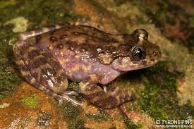 Image result for Cadaba natalensis