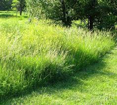 It thrives in sun or shade. Best Native Grasses For A Yard Welcome Wildlife