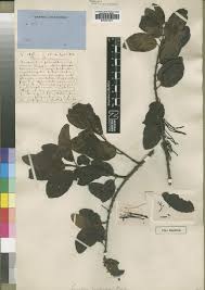 Image result for Plicosepalus sagittifolius