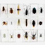 Resin insect - Etsy España