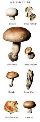 Mushroom Magic Published 2012 Stuffed Mushrooms Mushroom Soup Recipes Mushroom Stir Fry