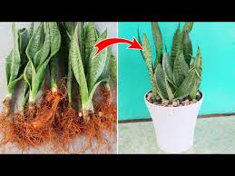 Image result for Sansevieria dawei