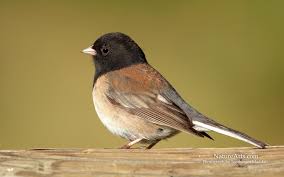 Bird With Light Brown Head And Black Body Dark Eyed Junco Wildlife Wallpaper Bird Life List Cute Birds