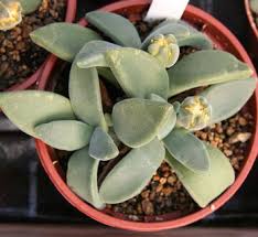 Image result for Nananthus aloides