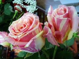 Fill your cart with color today! Tie Dye Roses Photograph By Deborah Lacoste