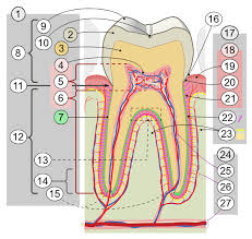 Derfor kan du få et upræcist svar, hvis den navnekombination du søger på, er meget sjælden. Tann Wikipedia
