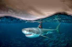 Check spelling or type a new query. Why Great White Sharks Dawdle Their Days Away Research Highlights