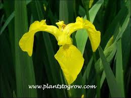 Image result for Iris pseudacorus