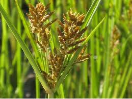 Image result for Cyperus deciduus
