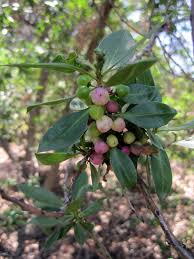 Image result for Myoporum laetum