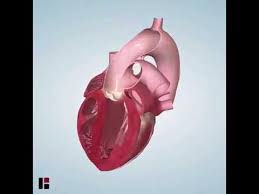 Human heart horizontal and vertical position - YouTube