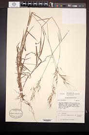 Image result for Loudetia kagerensis