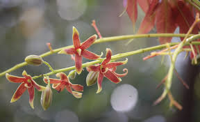 Image result for Sterculia subviolacea